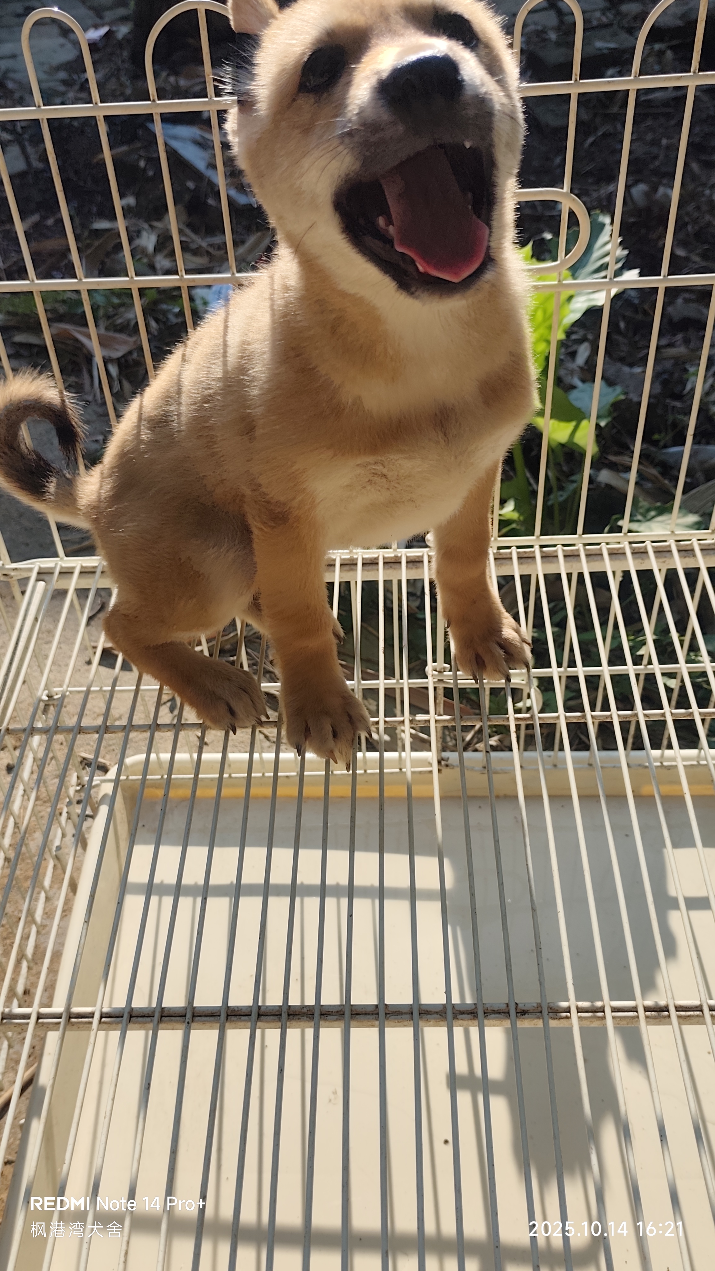 黄狗白面小母